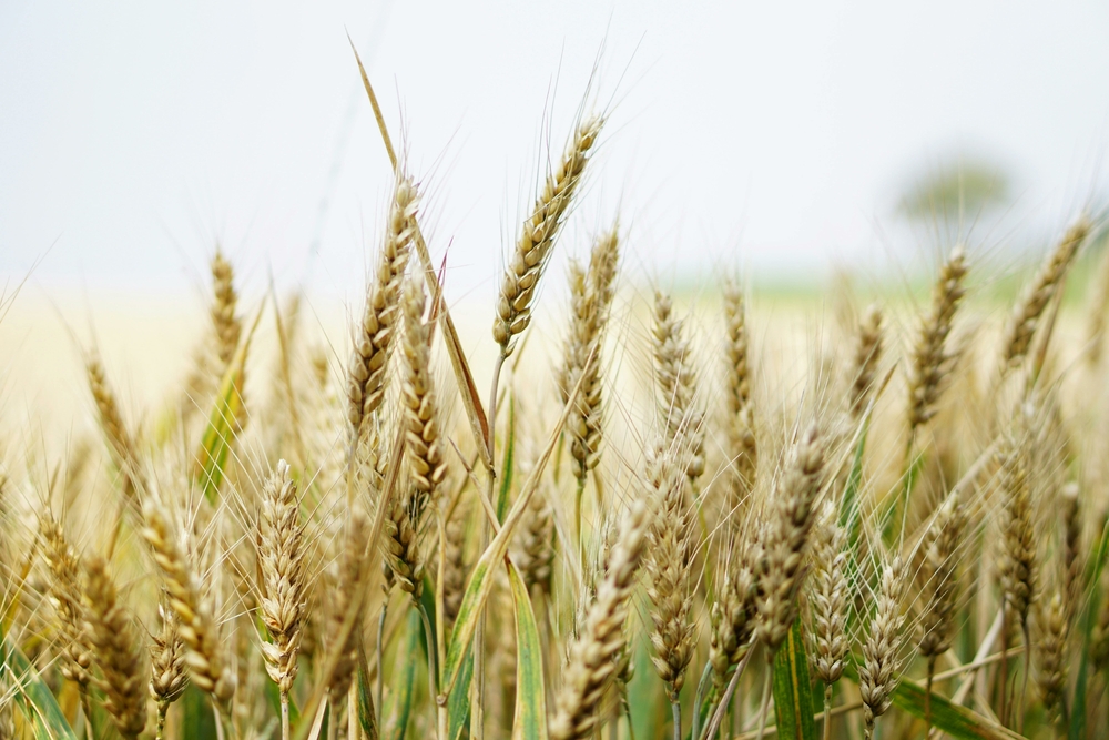 SPIGA E MADIA: TESTIMONIANZA DI UNA FILIERA AGROALIMENTARE